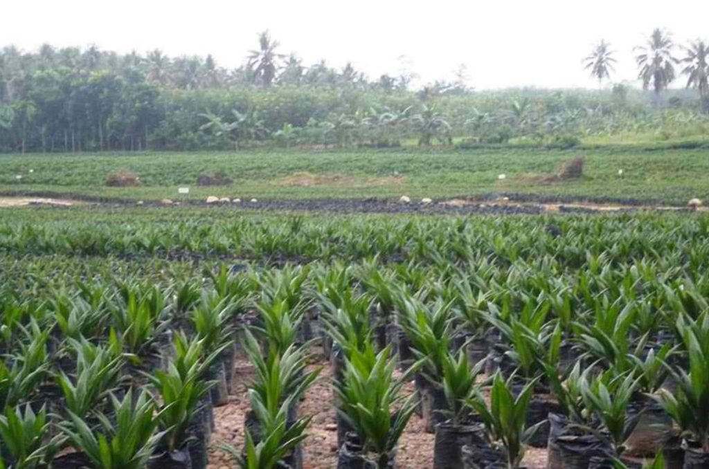Palm Oil Seedlings